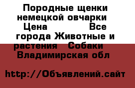 Породные щенки немецкой овчарки › Цена ­ 24 000 - Все города Животные и растения » Собаки   . Владимирская обл.